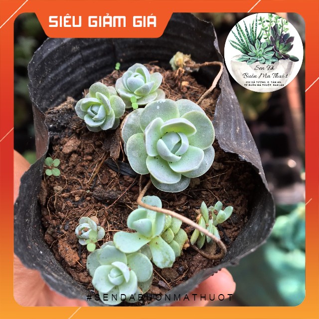Sen đá dù tròn ❤️[siêu đẹp]❤️ - Sen đá Buôn Ma Thuột - BMT Garden lỗi 1 đổi 1