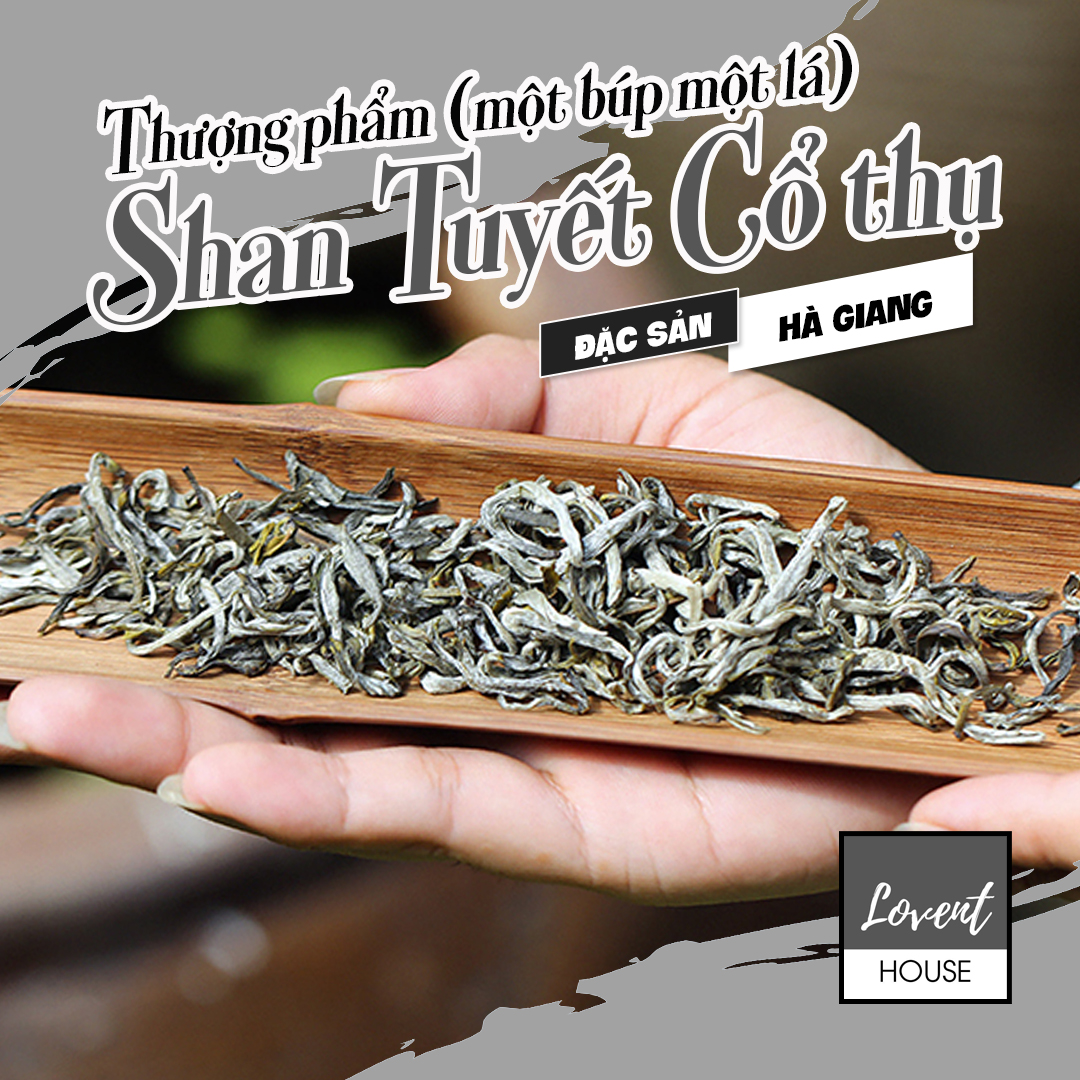 Trà Shan Tuyết cổ thụ (Một búp một lá) - đặc sản Cao Bồ Hà Giang 100g - thanh hương, hậu ngọt, ít đắng chát [LOVENT HOUSE]