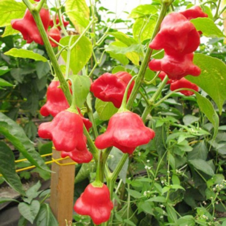 gói 30 hạt giống ớt hoa hồng  mua 5 sản phẩm tặng 1