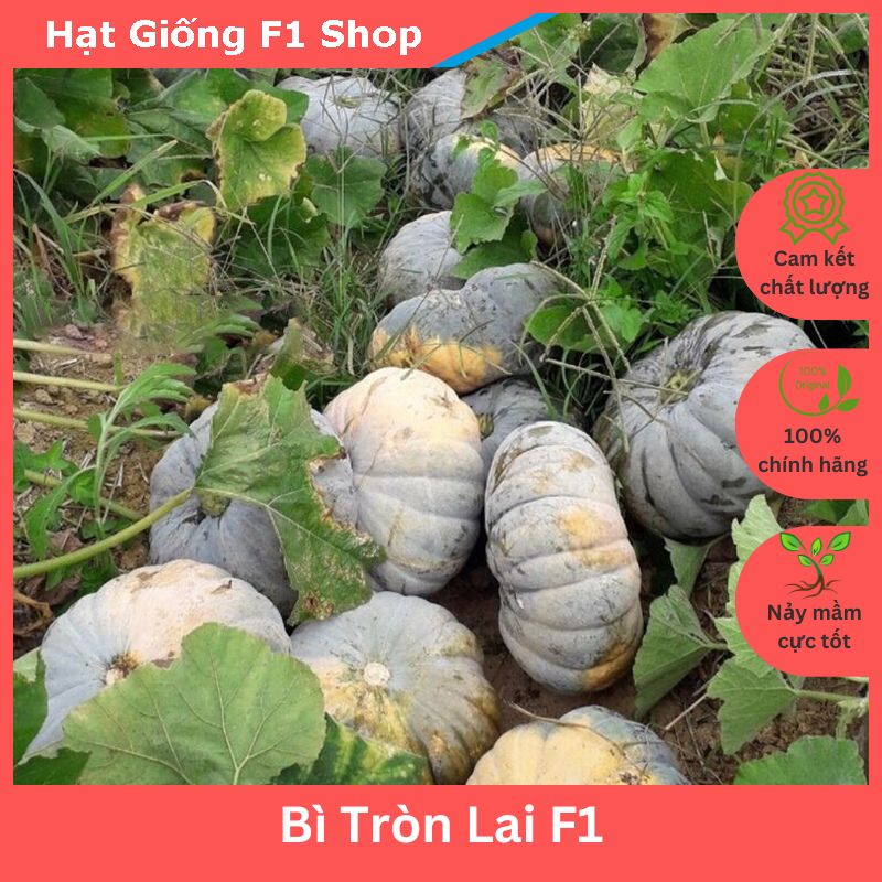 Hạt Giống Bí Đỏ Tròn Lai F1 Đặc Ruột Dẻo Ngon