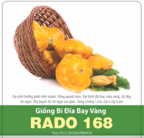 Hạt giống bí đĩa bay vàng