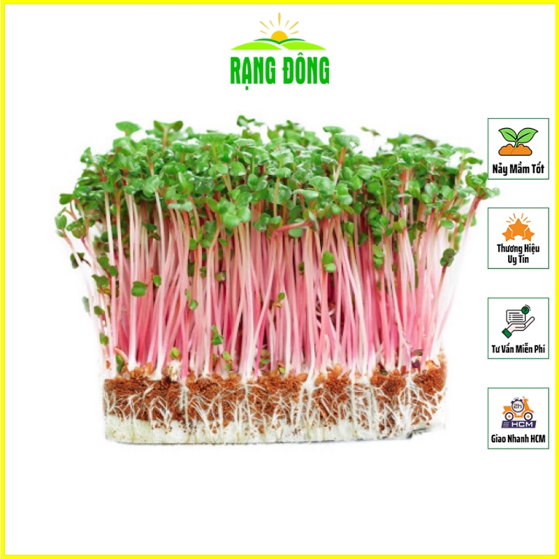 Hạt giống rau mầm cải đỏ dễ trồng - hạt giống rạng đông