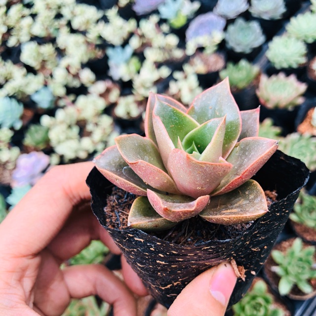 Sen đá HOA HỒNG cánh nhăn (new)