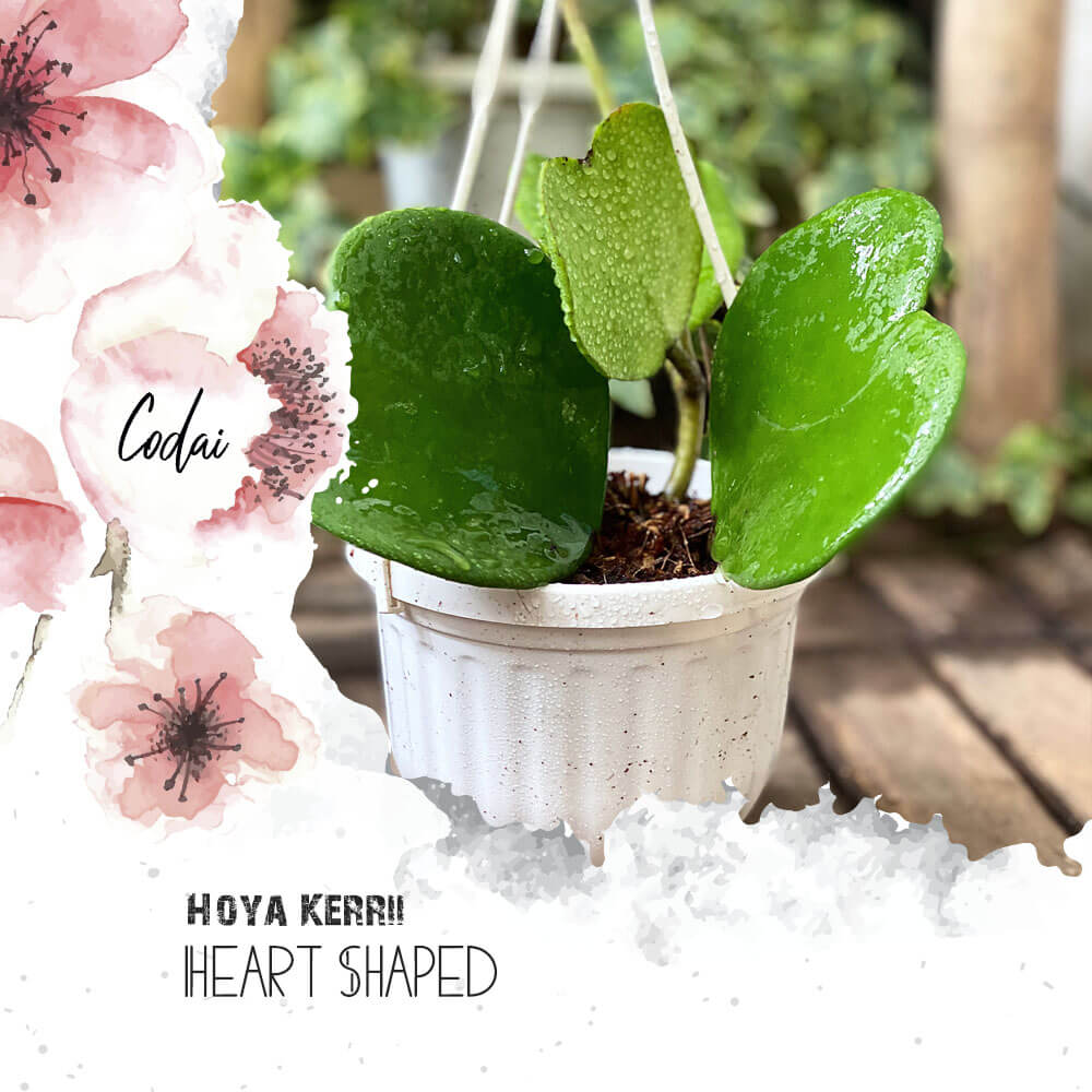 Cây Hoya Kerrii Heart Shaped chậu treo bí ngô
