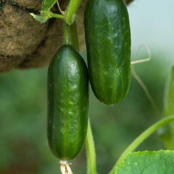 [ SP Mới Về] - Hạt giống dưa chuột bao tử  chất lượng cao - Tặng kích mầm & Tài liệu hướng dẫn gieo trồng