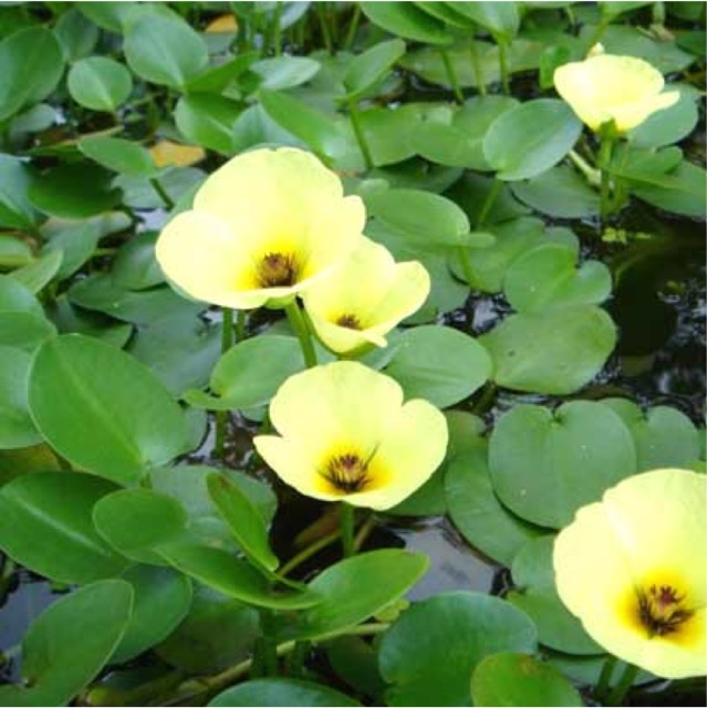 Cây thuỷ quỳnh thuỷ sinh - 1 cây chiết