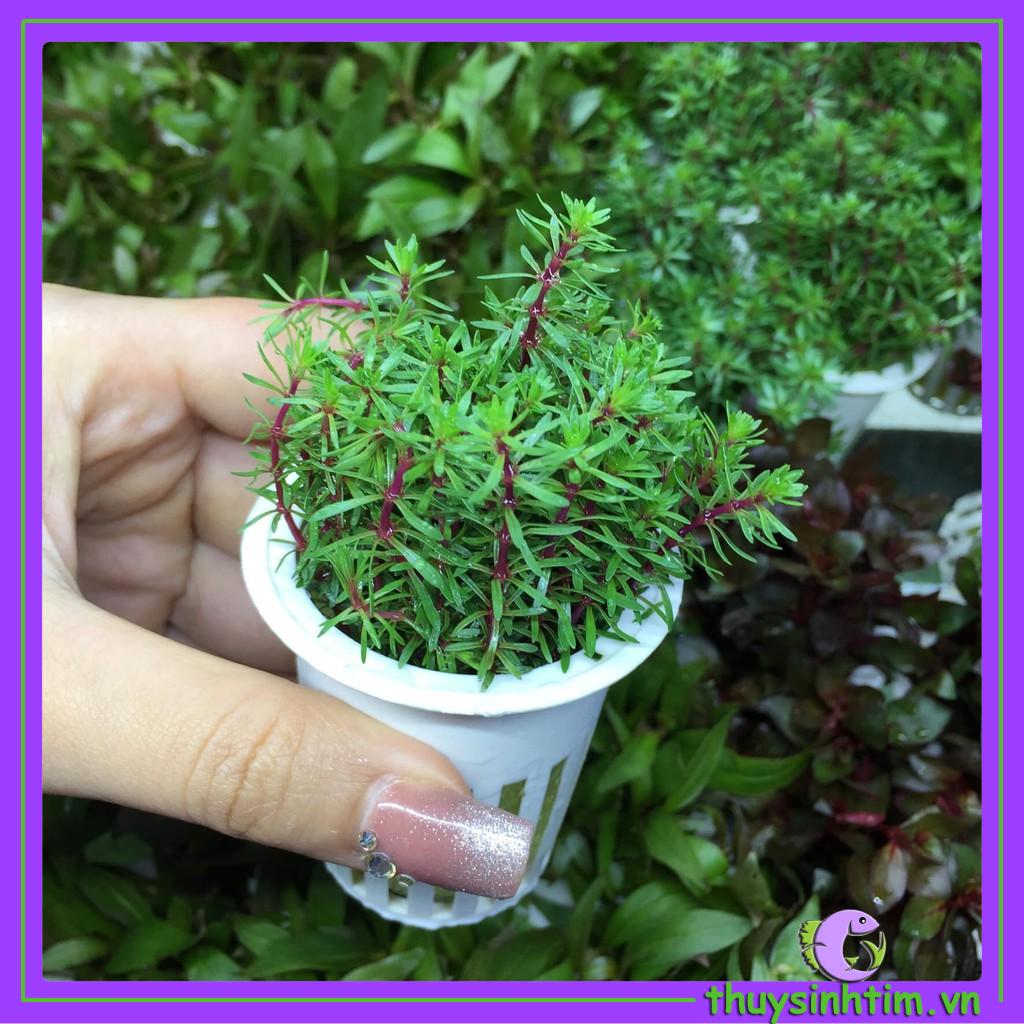 Cây cắt cắm luân thảo đỏ - cây thủy sinh lá cạn