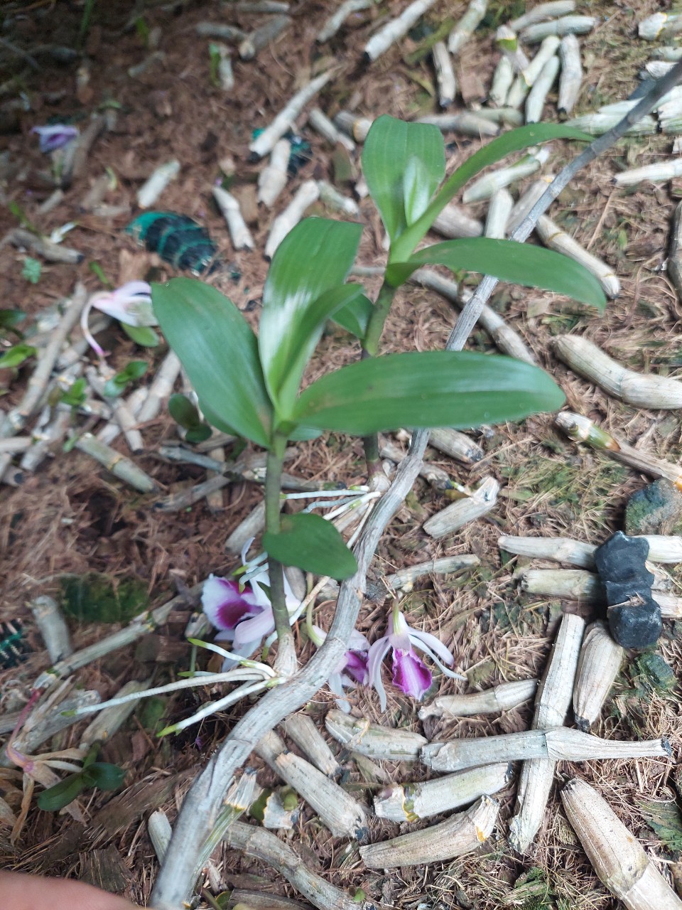 KIE phi điệp rừng EASO thân tím dài 3-5cm mặt hoa xổ số FR