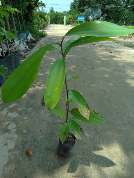 Cây quế - cây giống cao khoảng 40-50cm