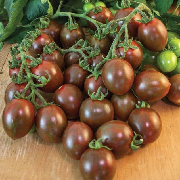 Hạt Giống Cà Chua Bi Socola - Giàu dinh dưỡng - Dễ trồng, Siêu trái