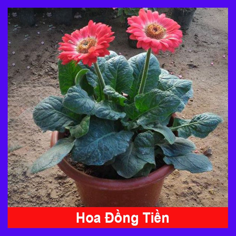 Cây Hoa Đồng Tiền - cây cúc đồng tiền - cây cảnh để bàn - caykiengsadec