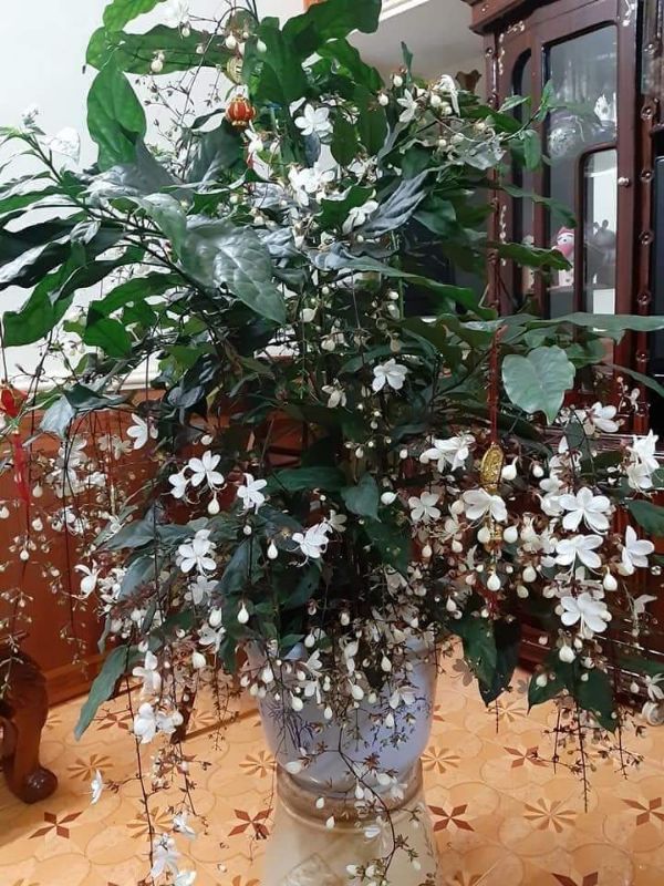 Chậu hom giống Dạ Ngọc Minh Châu may mắn