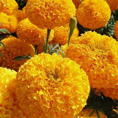 100 Hạt giống hoa vạn thọ lùn F1 bông to màu cam màu vàng giá rẻ