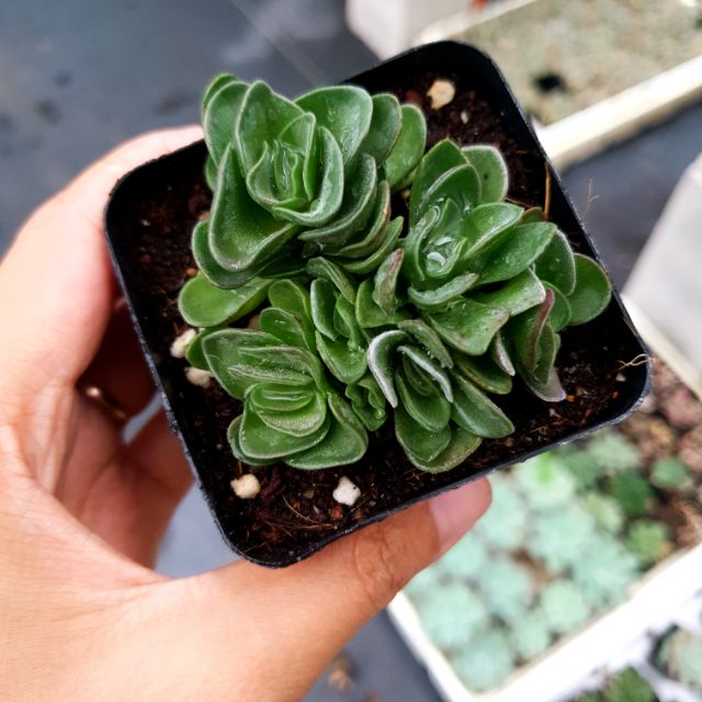Crasssula giống mới, sản phẩm đa dạng về mẫu mã, kích cỡ, chất lượng đảm bảo, cam kết hàng nhận được giống với mô tả