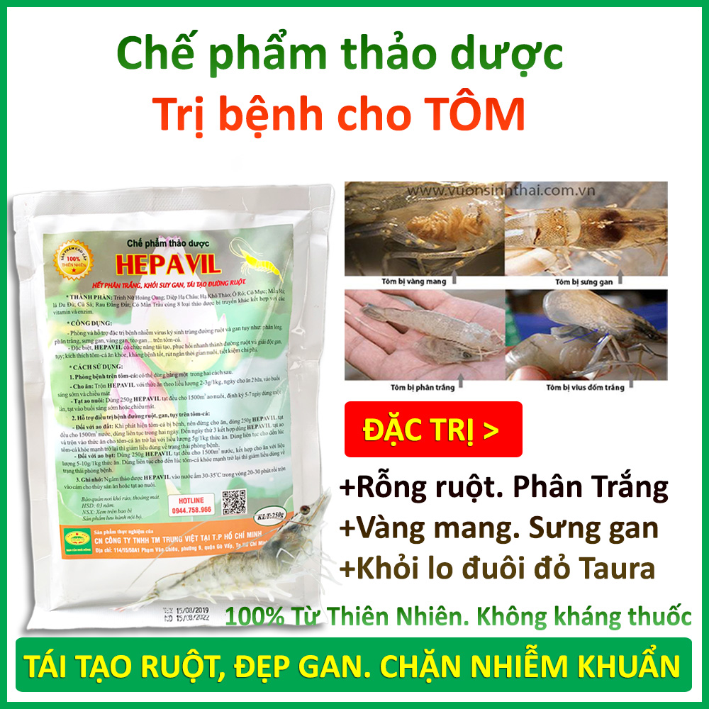 Chế phẩm sinh học Thảo Dược xử lý bệnh Sưng Gan, Vàng Mang, Rỗng ruột, Phân trắng trên Tôm - Hiệu quả ngay sau 5-7 ngày - Chiết xuất 100% từ Thiên Nhiên - HEPAVIL