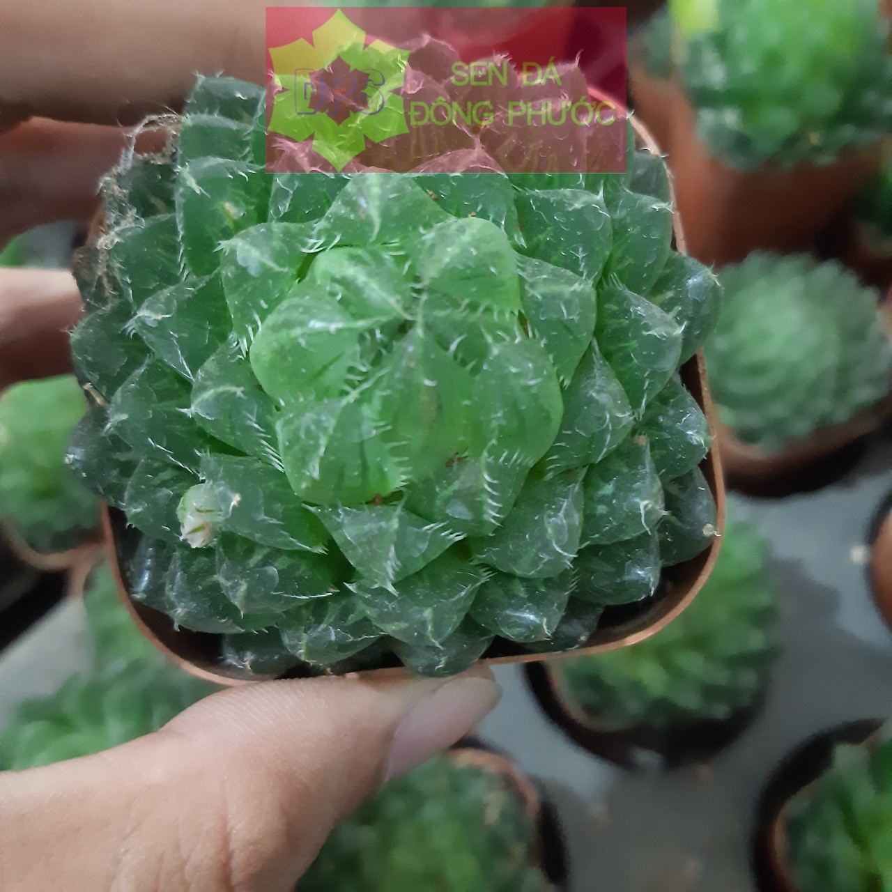 Sen đá kim cương ngọc dạ quang size bầu 8x8cm- Cây phong thuỷ- cây văn phòng- Sen đá Đông Phước