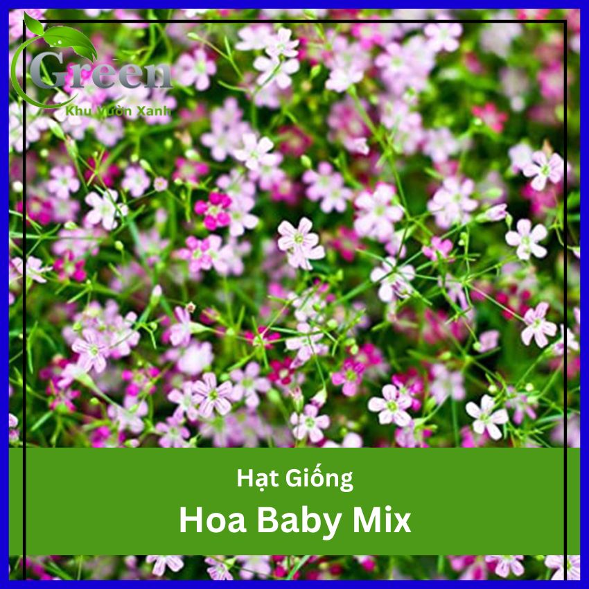 Hạt Giống Hoa Baby Nhiều Màu Mix