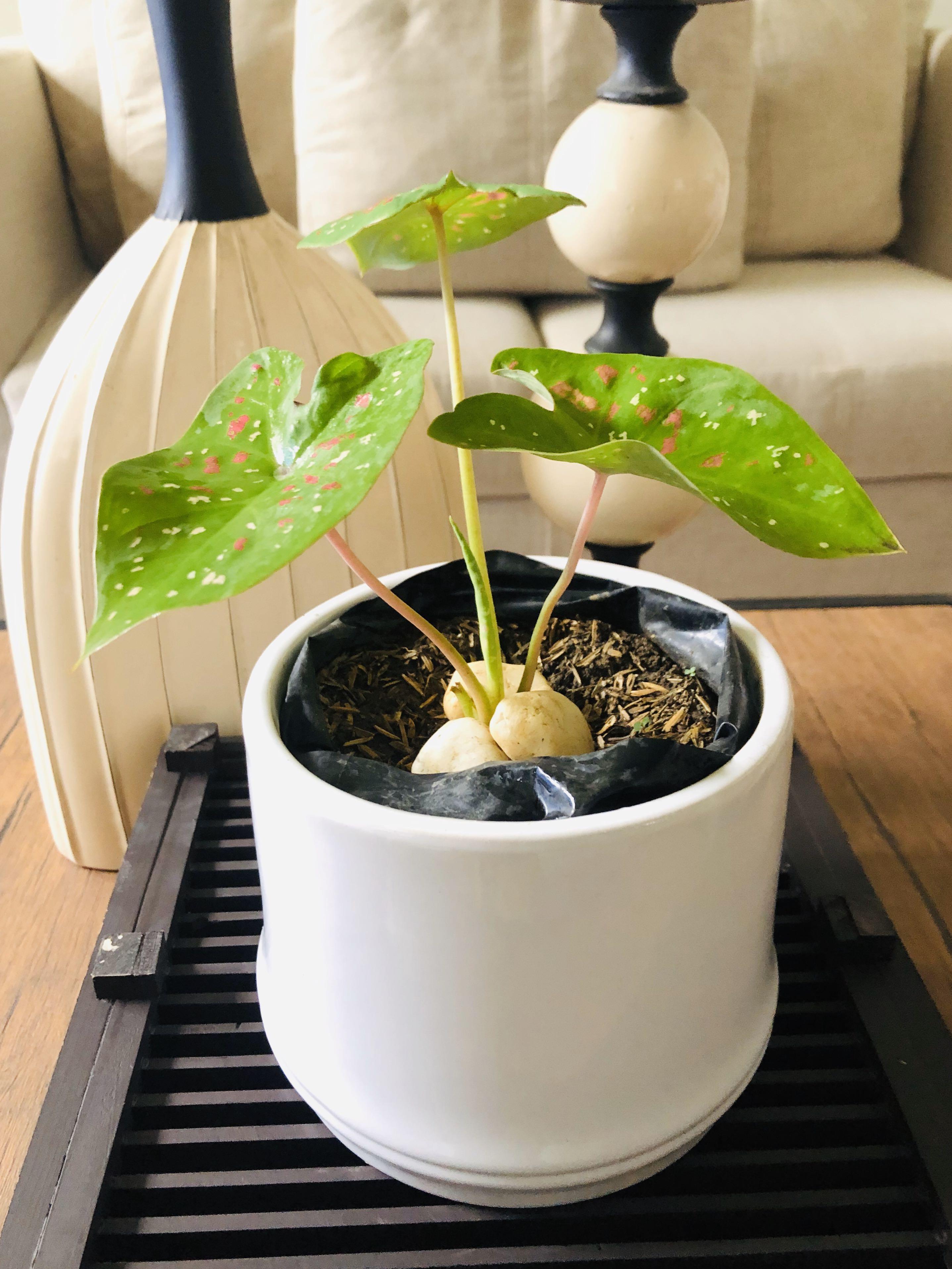 [HCM]Cây môn đốm