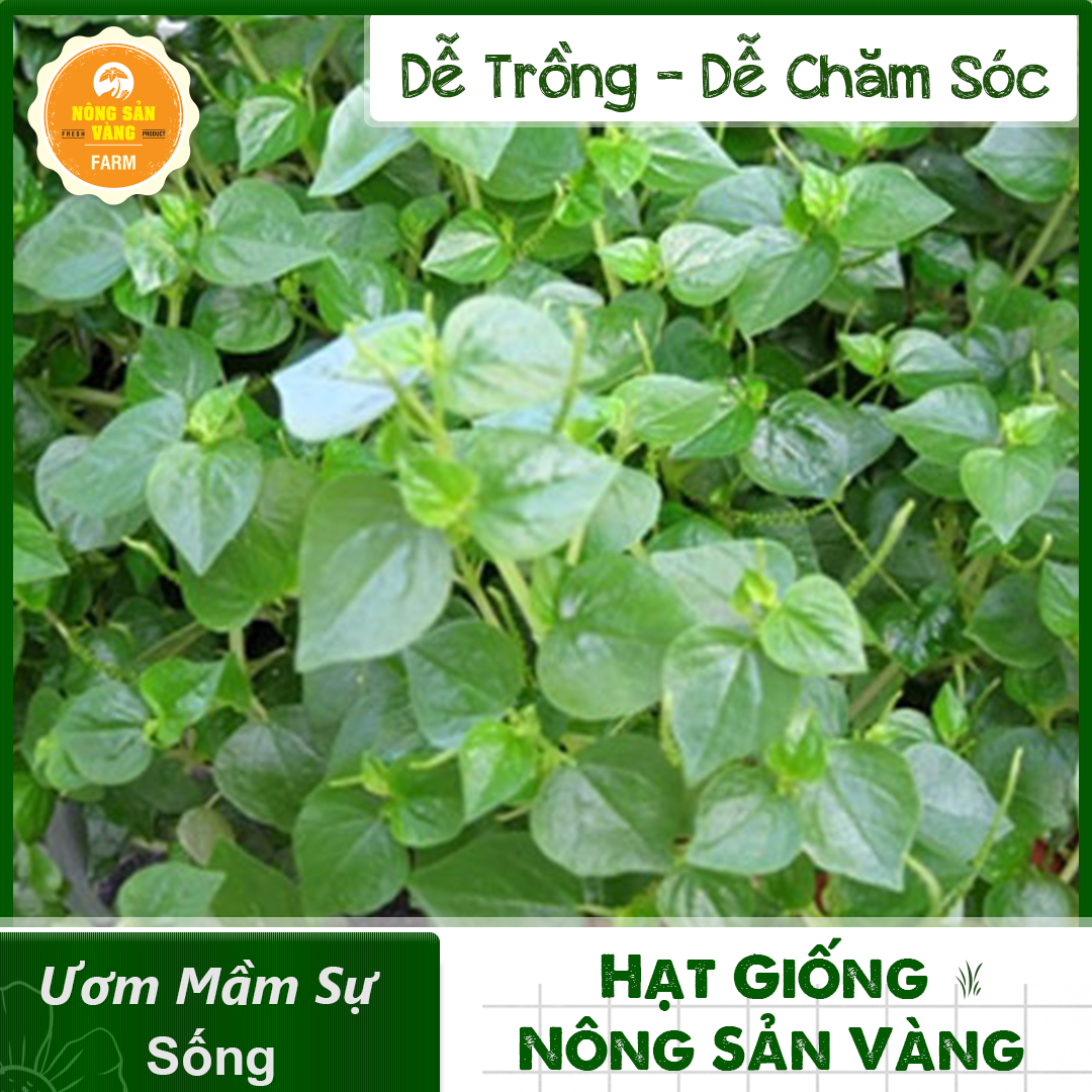 Hạt giống Rau Càng Cua, Dễ Trồng Dễ Chăm Sóc, Công Dụng Thanh Nhiệt Rất Tốt Cho Sức Khỏe (Gói 0,5 Gram) - Nông Sản Vàng