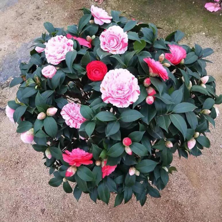 cây giống HOA TRÀ MY tứ quý