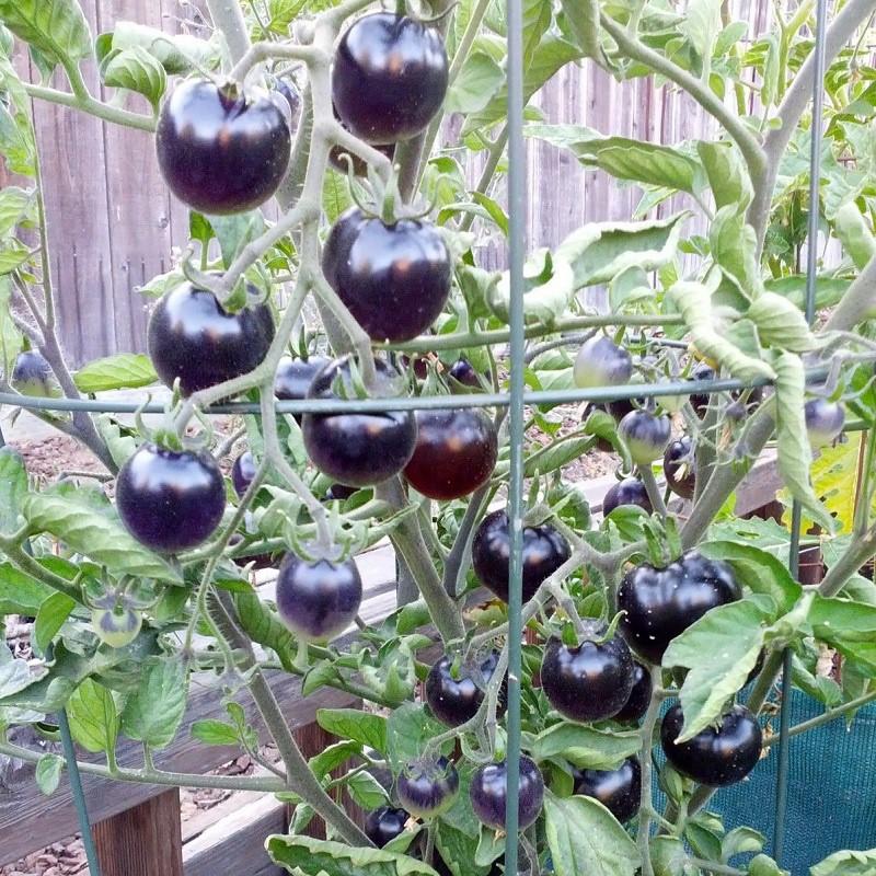 Hạt giống cà chua : bi đen f1 indigo usa _gói 5 hat .