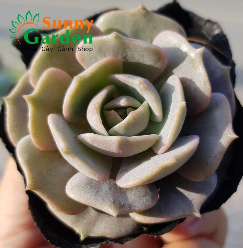 Sen Đá Lola Hồng