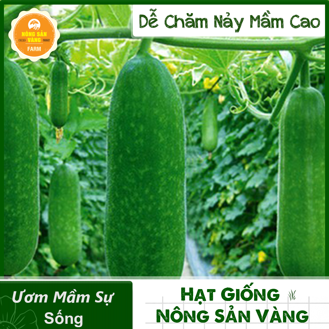 Hạt giống Bí Đao Chanh F1, Năng suất cao (Gói 15 Hạt) - Nông Sản Vàng