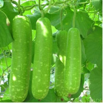 Hạt giống bầu sao trái ngắn cao sản