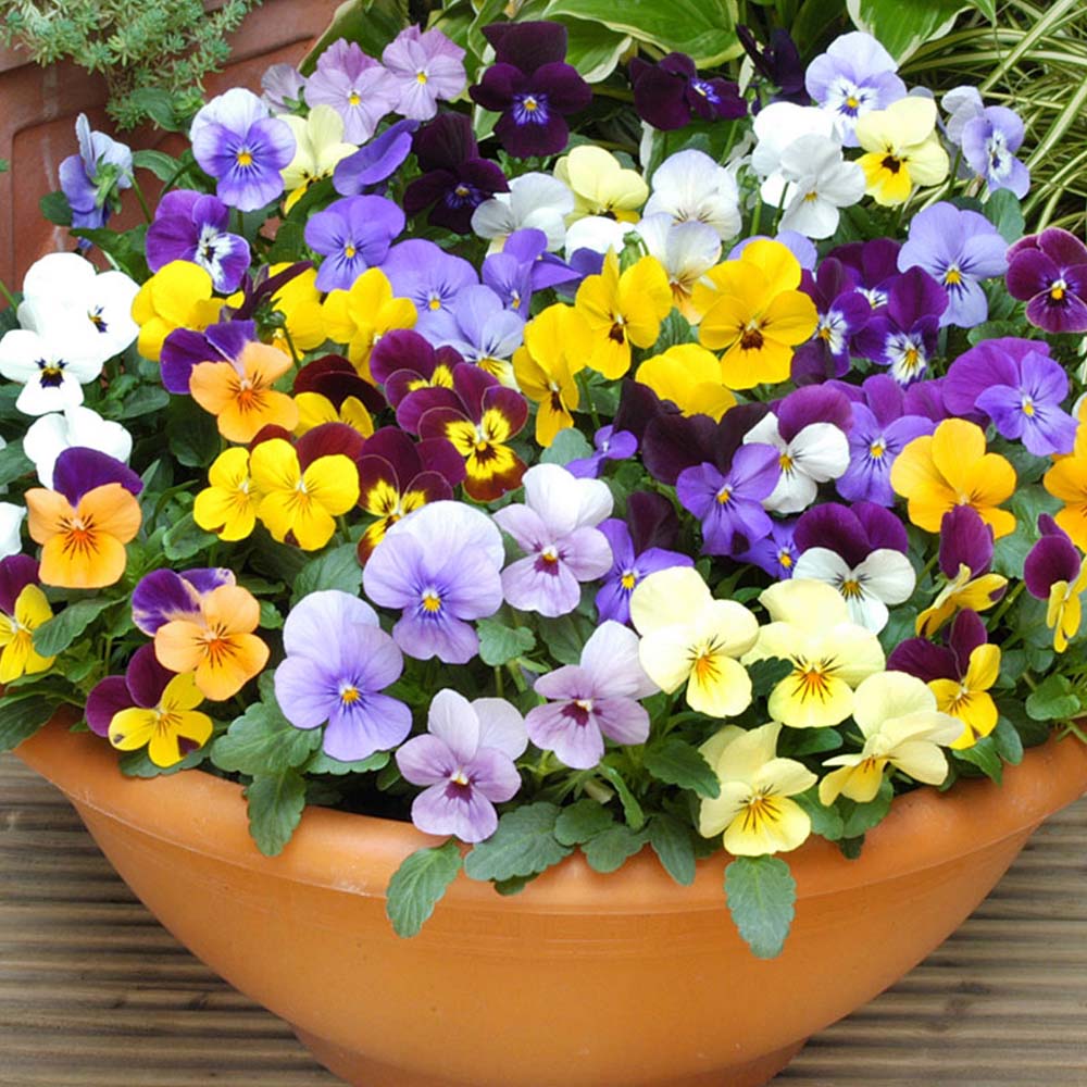 Hạt giống Hoa Pansy mix màu - Gói 15 hạt