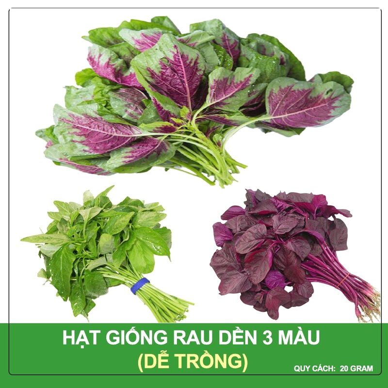 Hạt Giống Dền Tía, Dền Gai, Dền Cơm. Tên Khoa Học: Amaranthus Sp. Họ Khoa Học: Thuộc Họ Rau Dền - Amaranthaceae