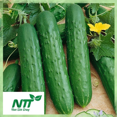 Hạt giống Dưa Chuột Nếp