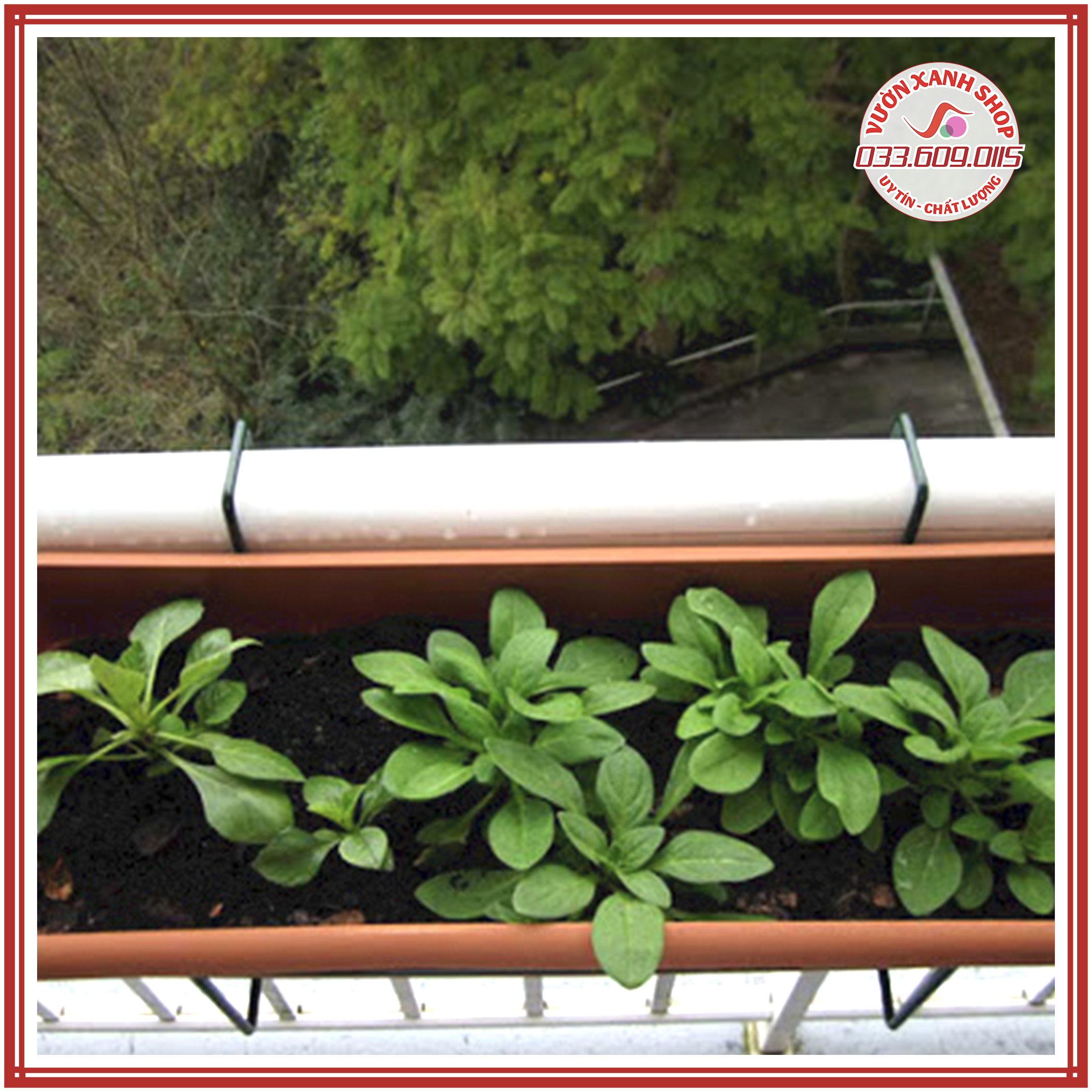 Hạt Giống Hoa Dạ Yến Thảo Rủ nhiều màu (100 hạt/gói)