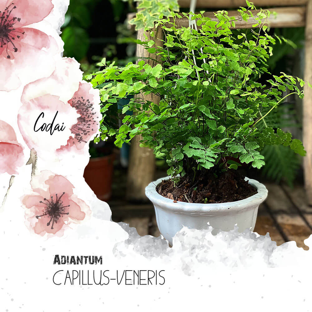 Cây Adiantum capillus-veneris chậu men trắng
