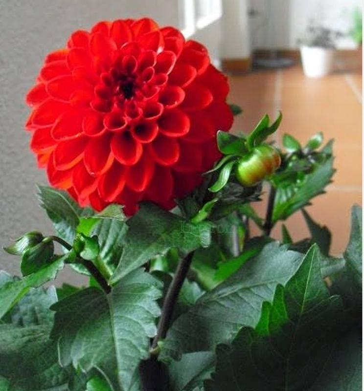 20 Hạt giống hoa THƯỢC DƯỢC KÉP ( THƯỢC DƯỢC TỔ ONG)