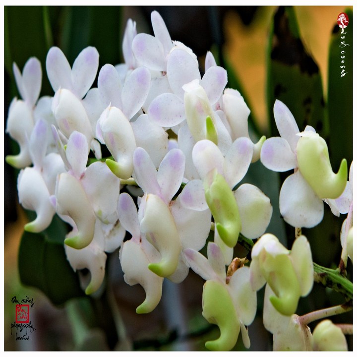 1 CÂY Lan rừng BẠCH NHẠN