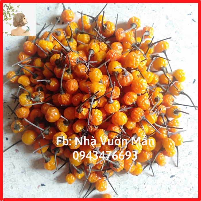 20 trái ớt mắc nhất thế giới aji charapita 570tr/kg loại ớt ngon và đắt nhất thế giới