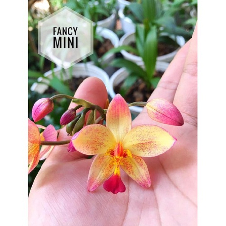 CHẬU GIỐNG HOA ĐỊA LAN CHU ĐỈNH MÀU VÀNG HỔ PHÁCH (ĐỊA LAN CHU ĐINH MÀU VÀNG HỔ PHÁCH)