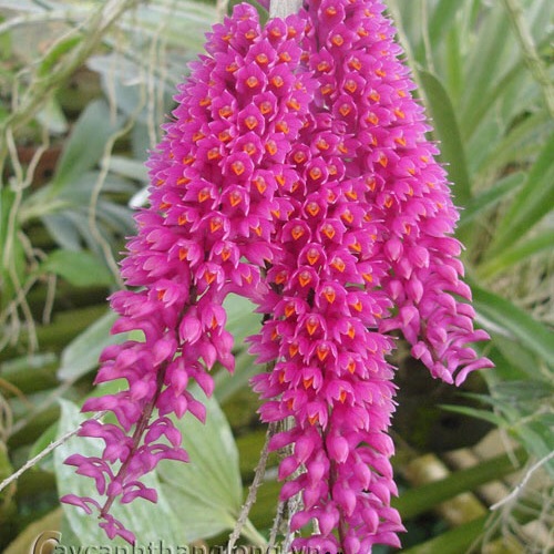 Hoa lan báo hỷ 4 bó 150k