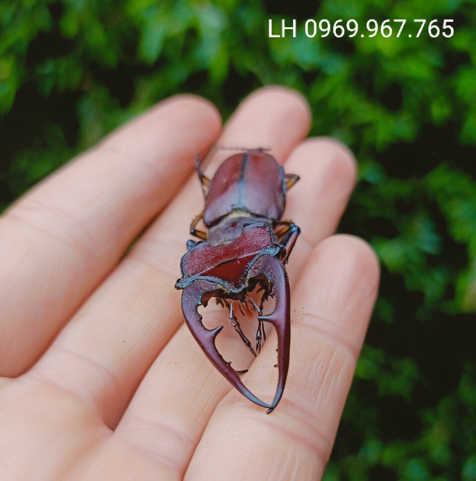 Bọ cánh cứng Stag Beetle, bọ hai sừng đẹp