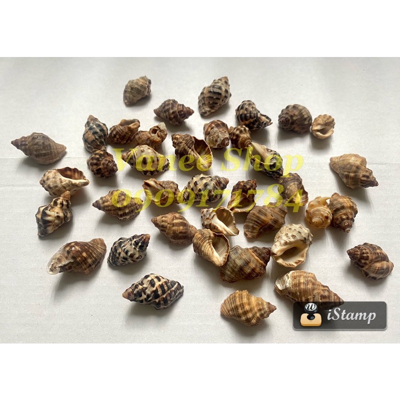 Vỏ ốc thoi vai tròn 100gr