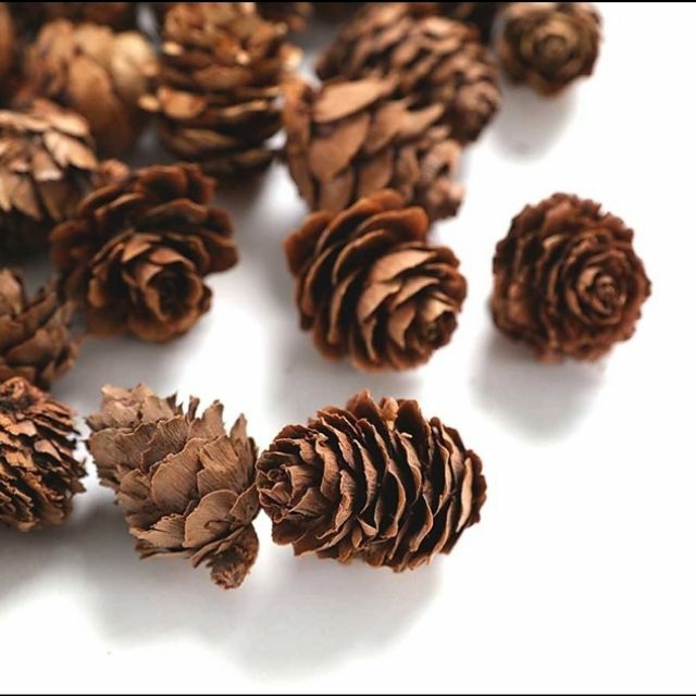 [HCM]5 Quả thông khô decor trang trí