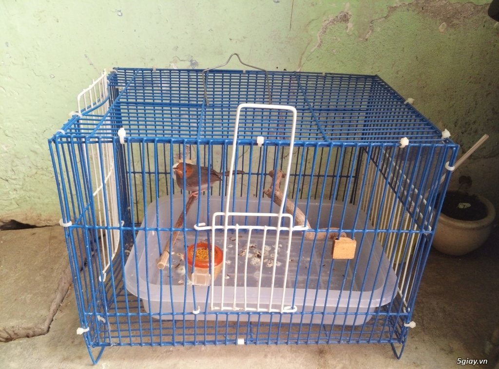 Lồng tắm chim lớn  30x34x40 dành cho chích choè, chào mào tặng thau tắm