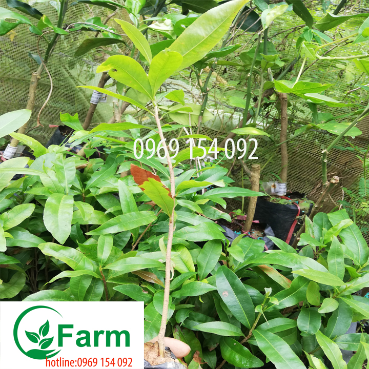 Cây mai tứ quý giống