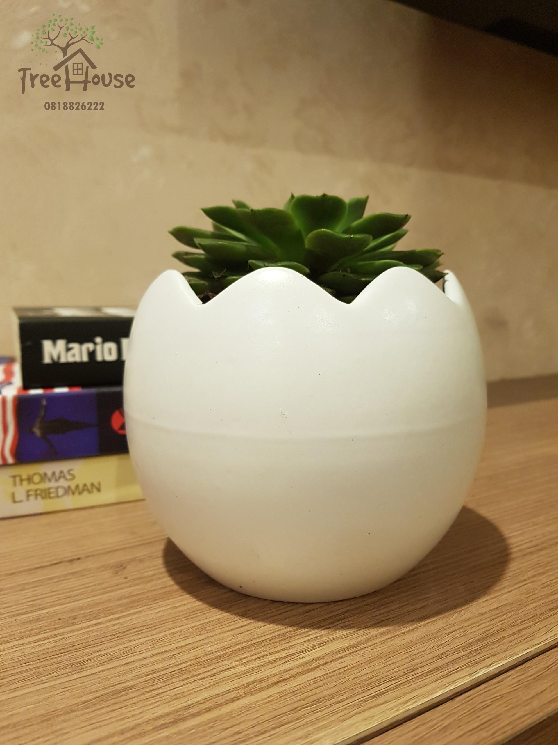 Chậu trứng to - Gốm sứ Bát Tràng Chính hãng