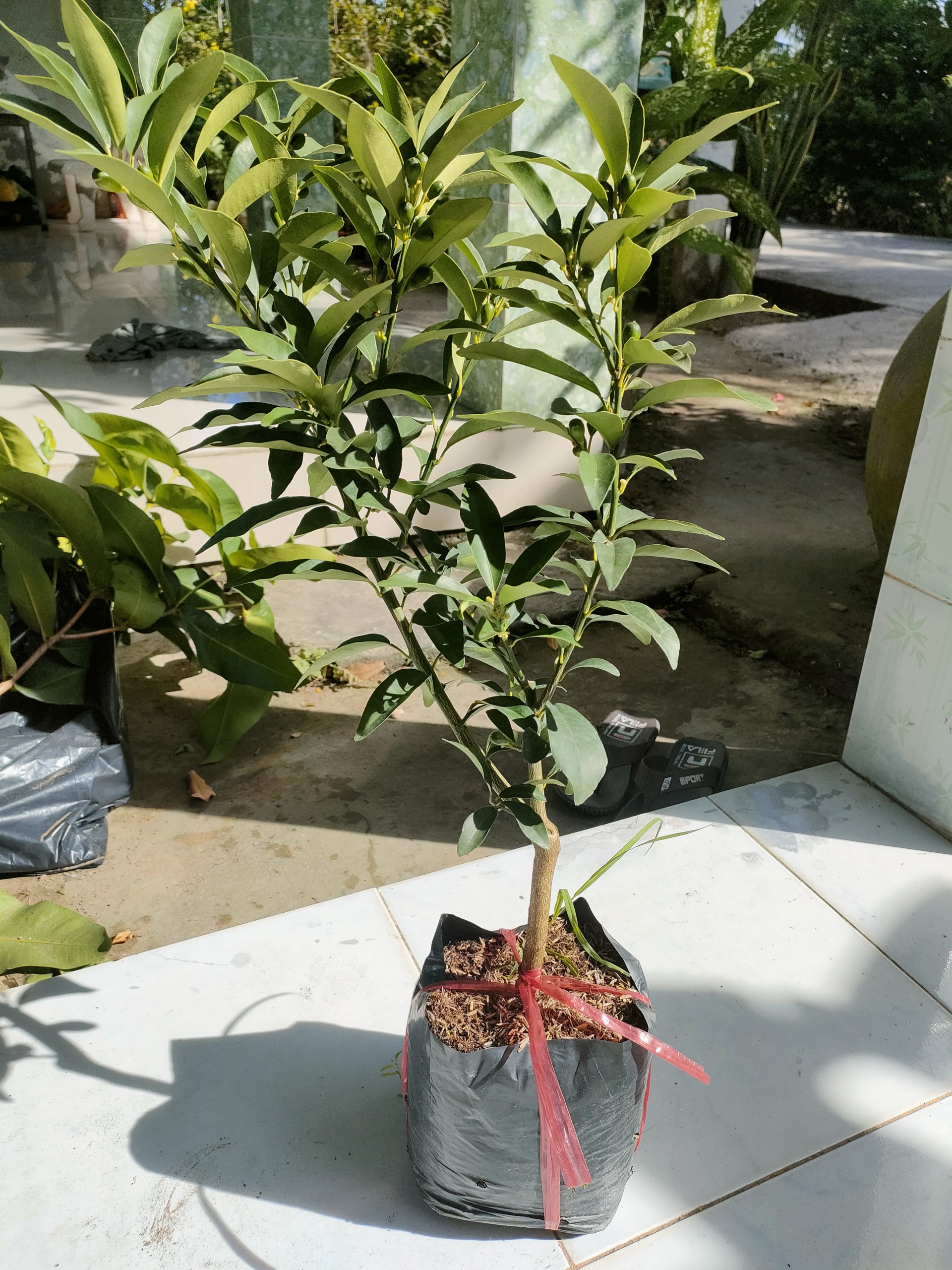 Cây tắc Thái vỏ ngọt