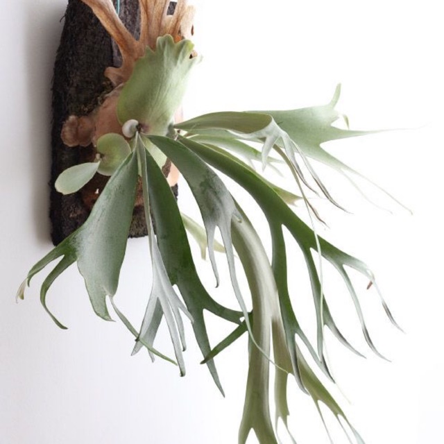 Gạc Nai  nhỏ - Alcicorne