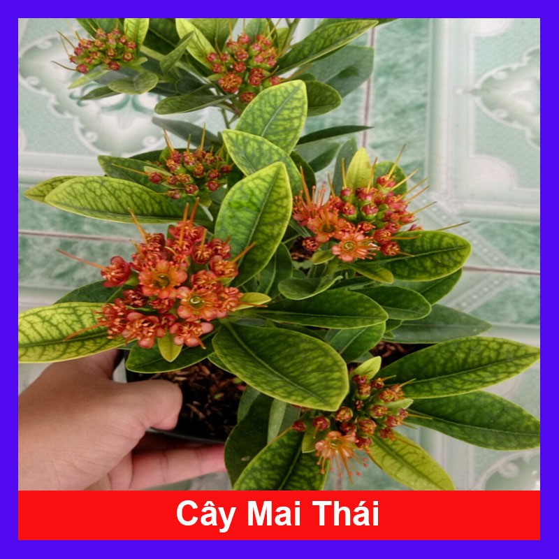 Cây Mai Thái - cây cảnh sân vườn - cây cảnh trong nhà - caykiengsadec