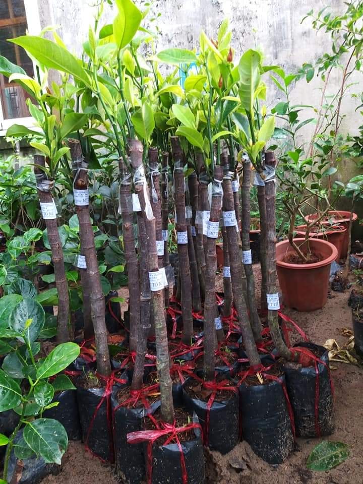 Cây mít giống tố nữ