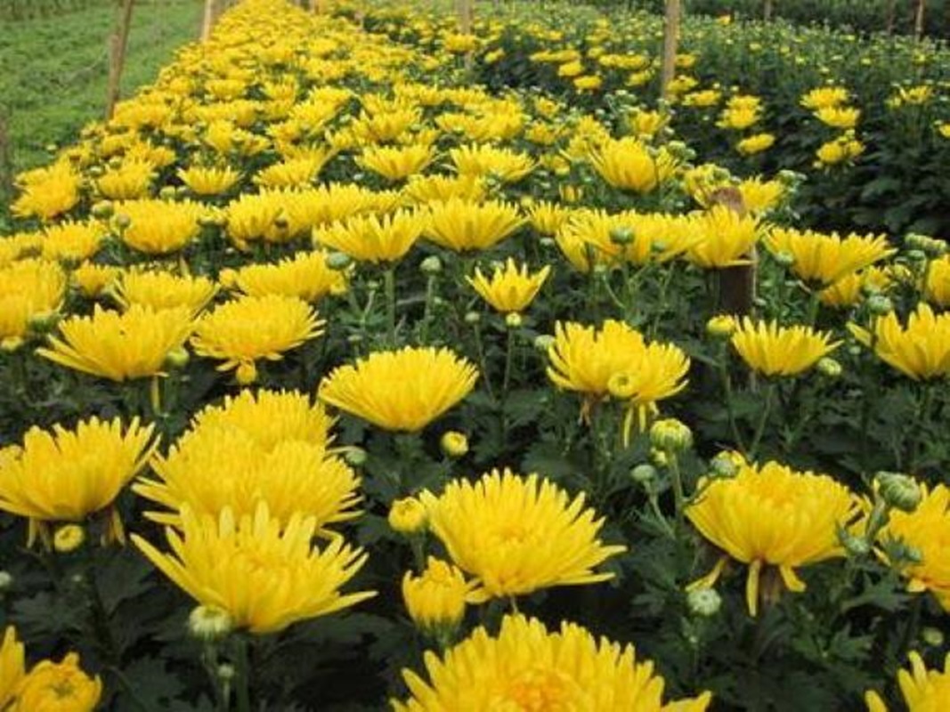 Hạt giống hoa Cúc vàng đà lạt tặng kèm kích mầm