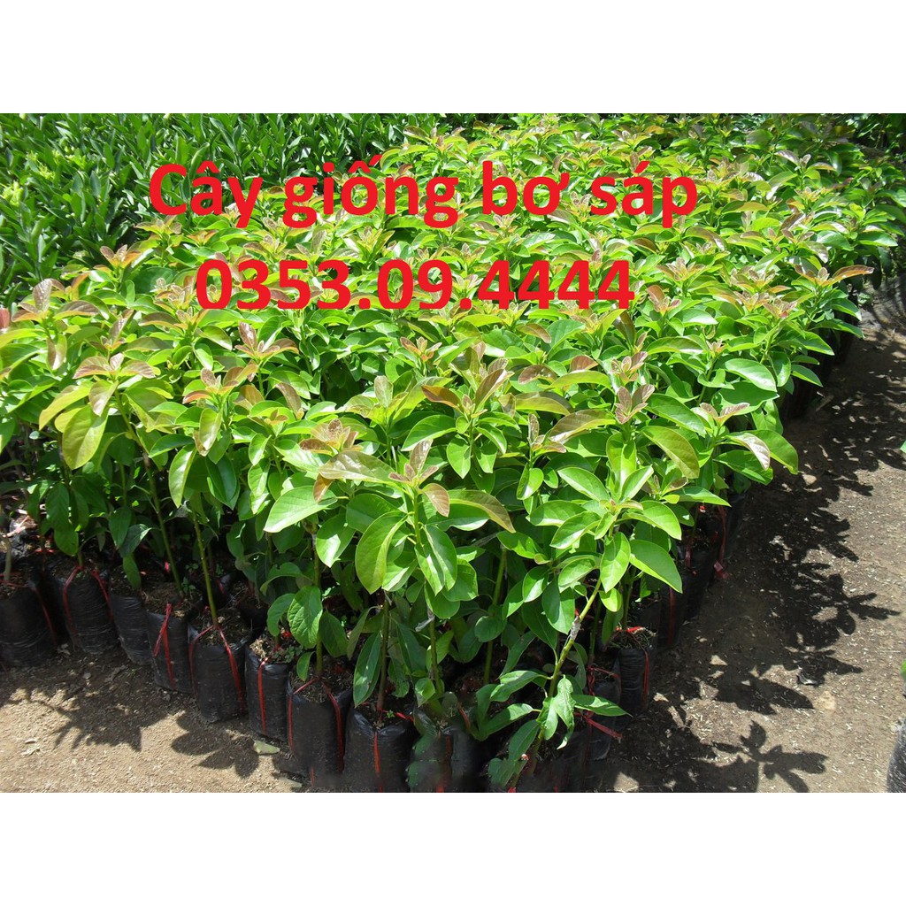 Cây bơ sáp giống ghép chuẩn nhanh cho trái